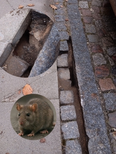 Montering af rottespærre når der er rotteproblemer 